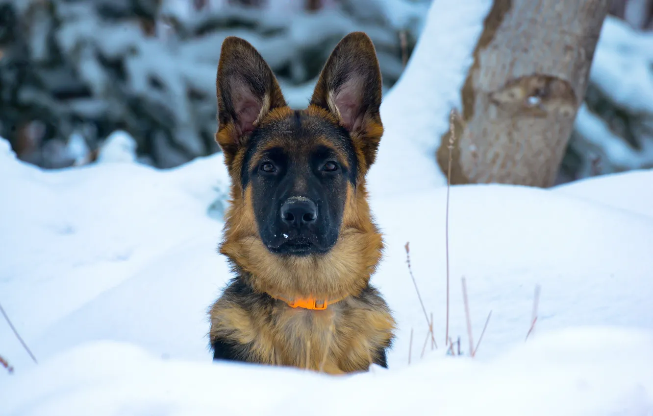 Photo wallpaper winter, look, face, snow, dog, ears, German shepherd