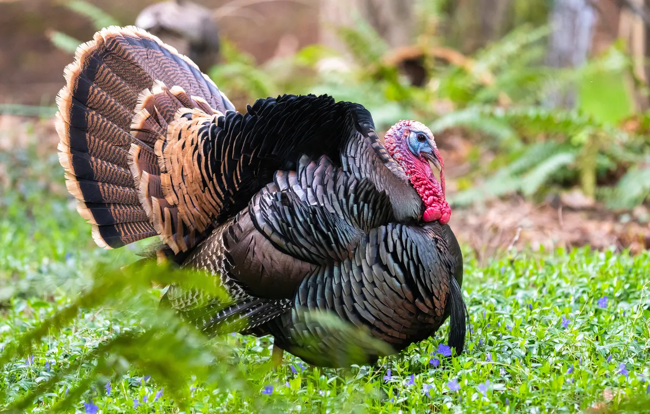 Photo wallpaper flowers, bird, glade, turkeys