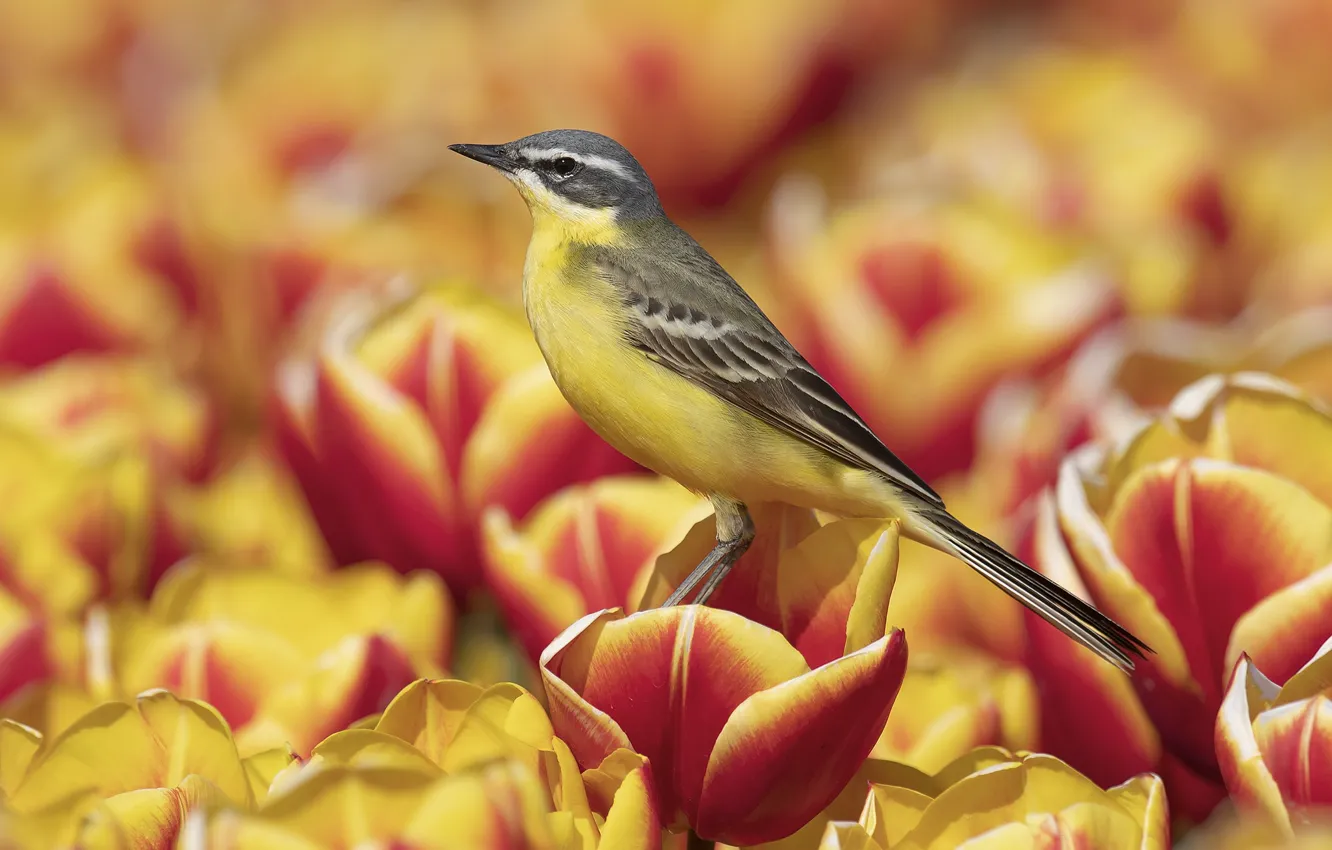 Photo wallpaper flowers, yellow, red, bird, tulips, Oriole