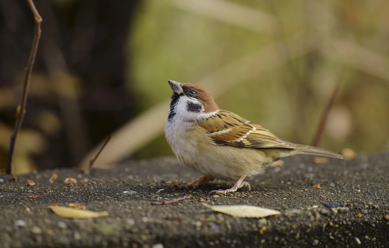 Photo wallpaper bird, Sparrow, concrete, looking up