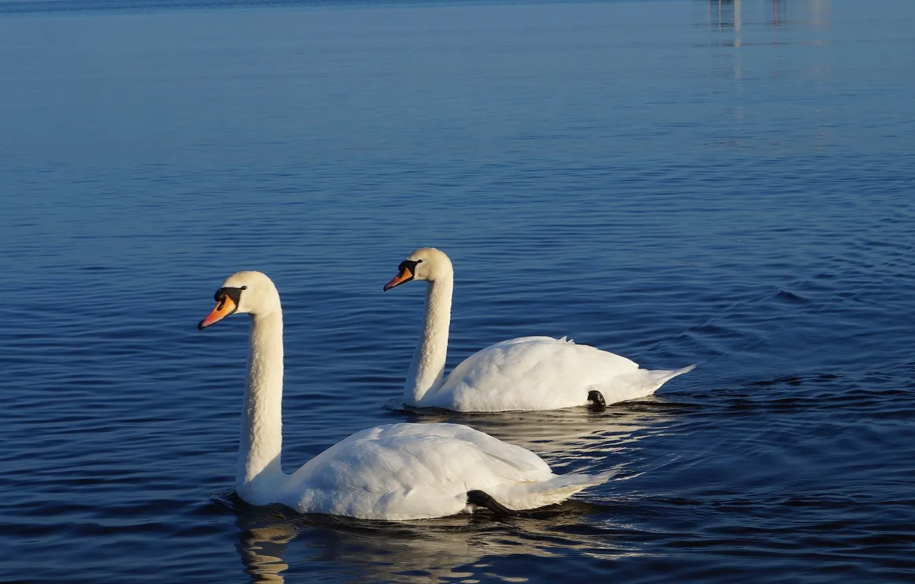 Photo wallpaper white, swan, sea, bird, swim