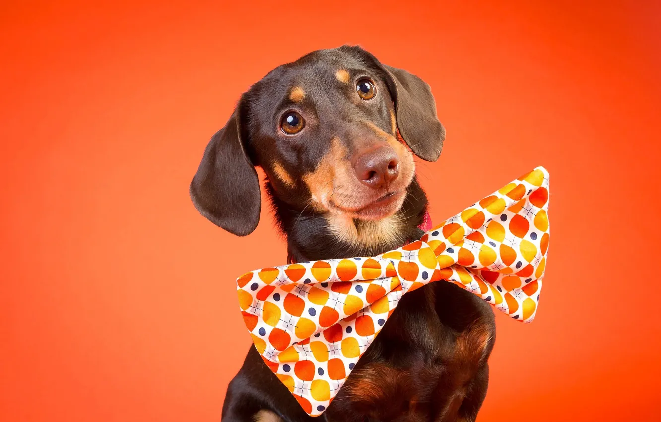Photo wallpaper look, face, background, portrait, dog, Dachshund, bow tie