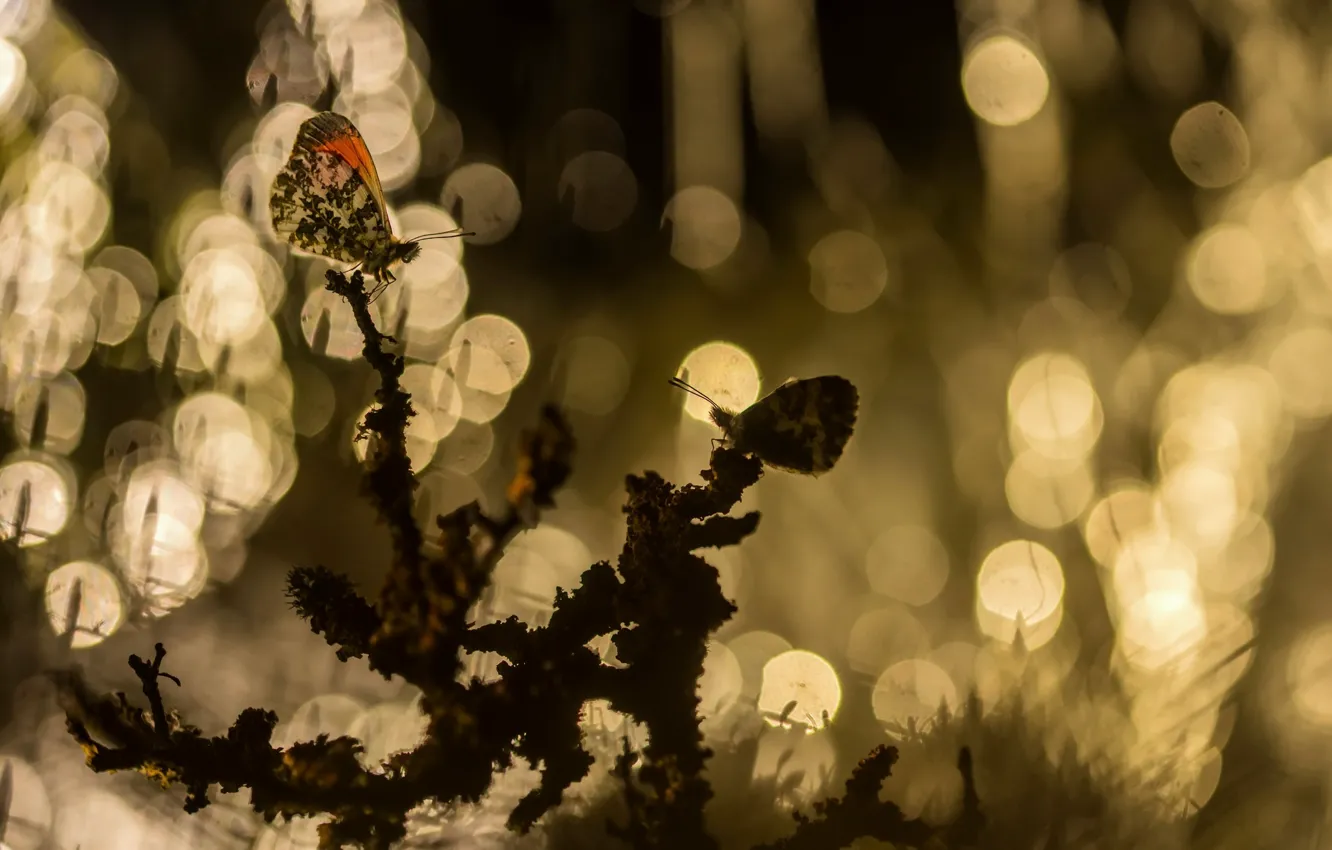 Photo wallpaper nature, background, butterfly