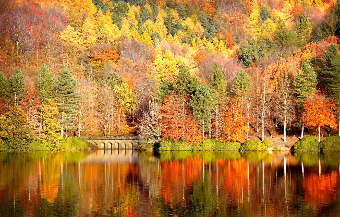 Photo wallpaper autumn, forest, nature, river