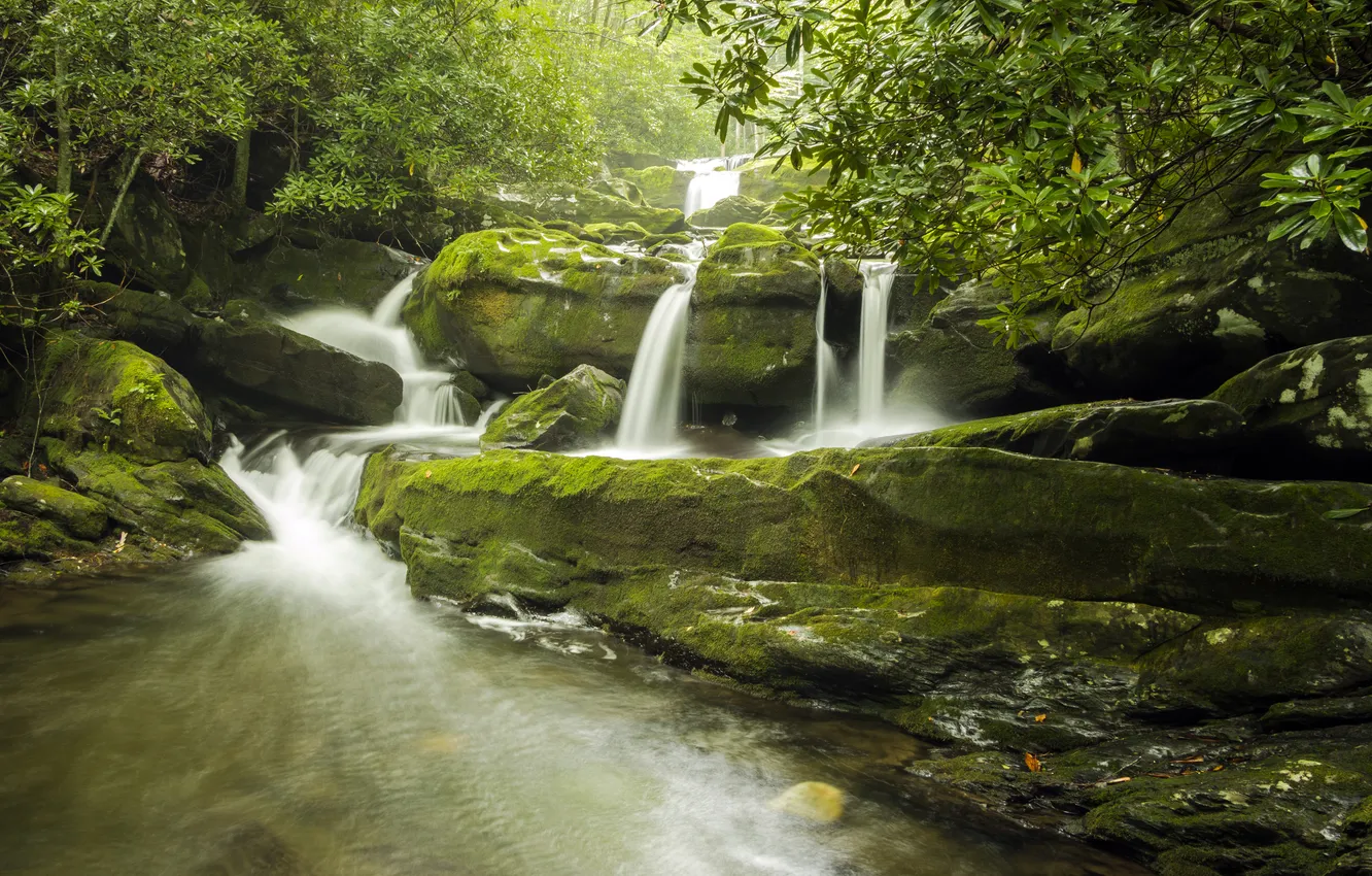 Photo wallpaper forest, trees, stream, stones, waterfall, moss, USA, Lynn Camp Falls