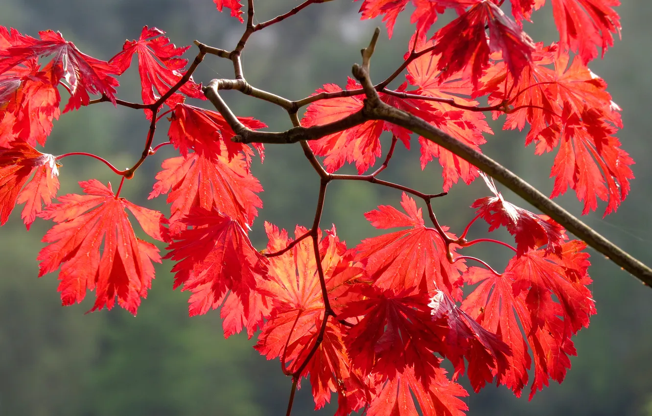 Photo wallpaper autumn, leaves, branches, nature, the crimson