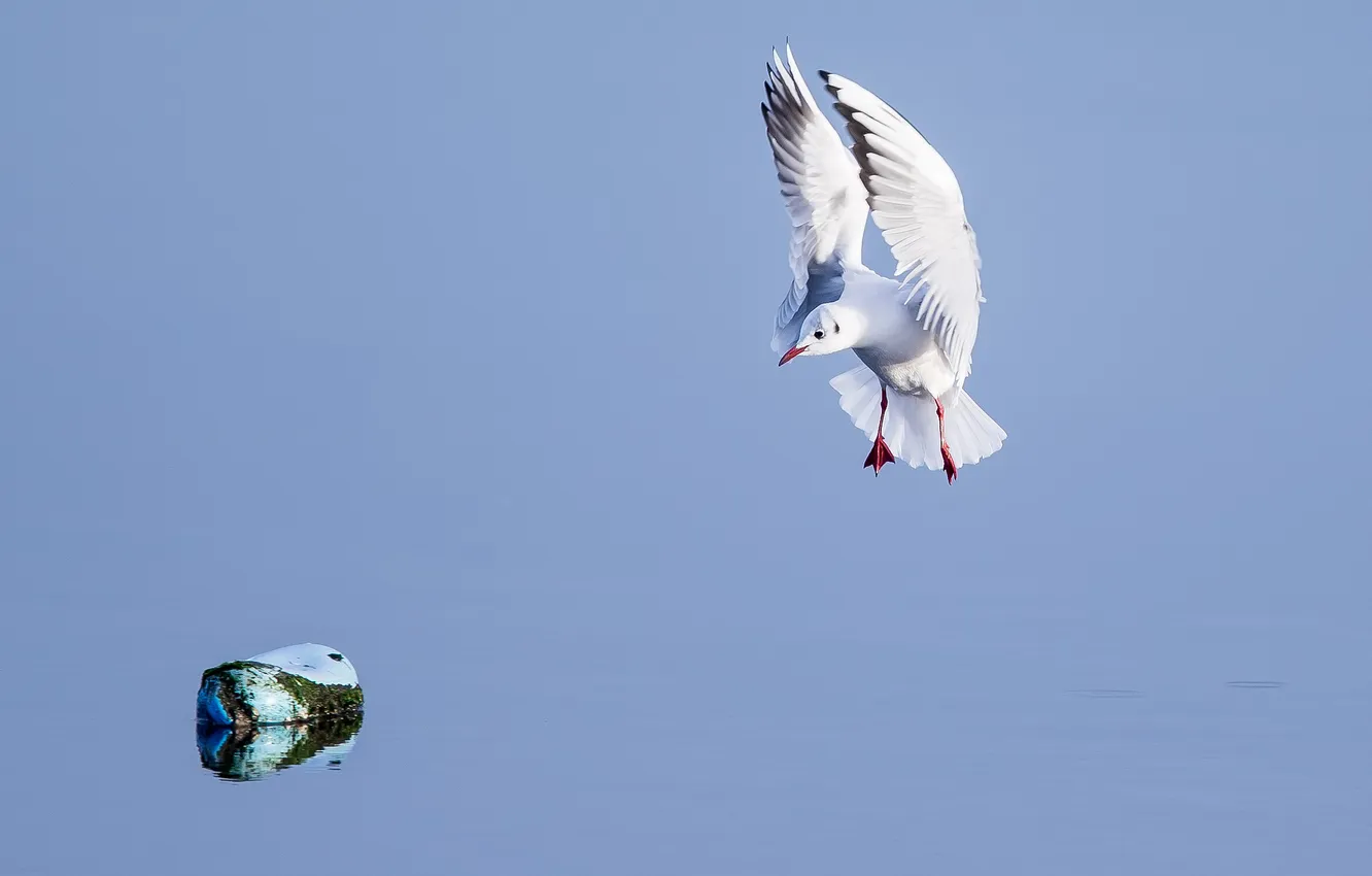 Photo wallpaper water, stones, seagulls, wings