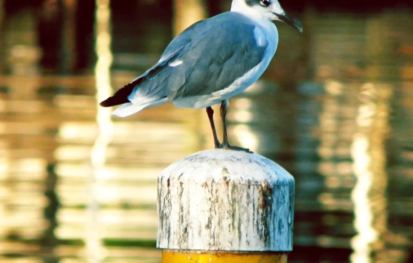 Photo wallpaper nature, life, water, birds, animal, duck, wildlife, outdoor