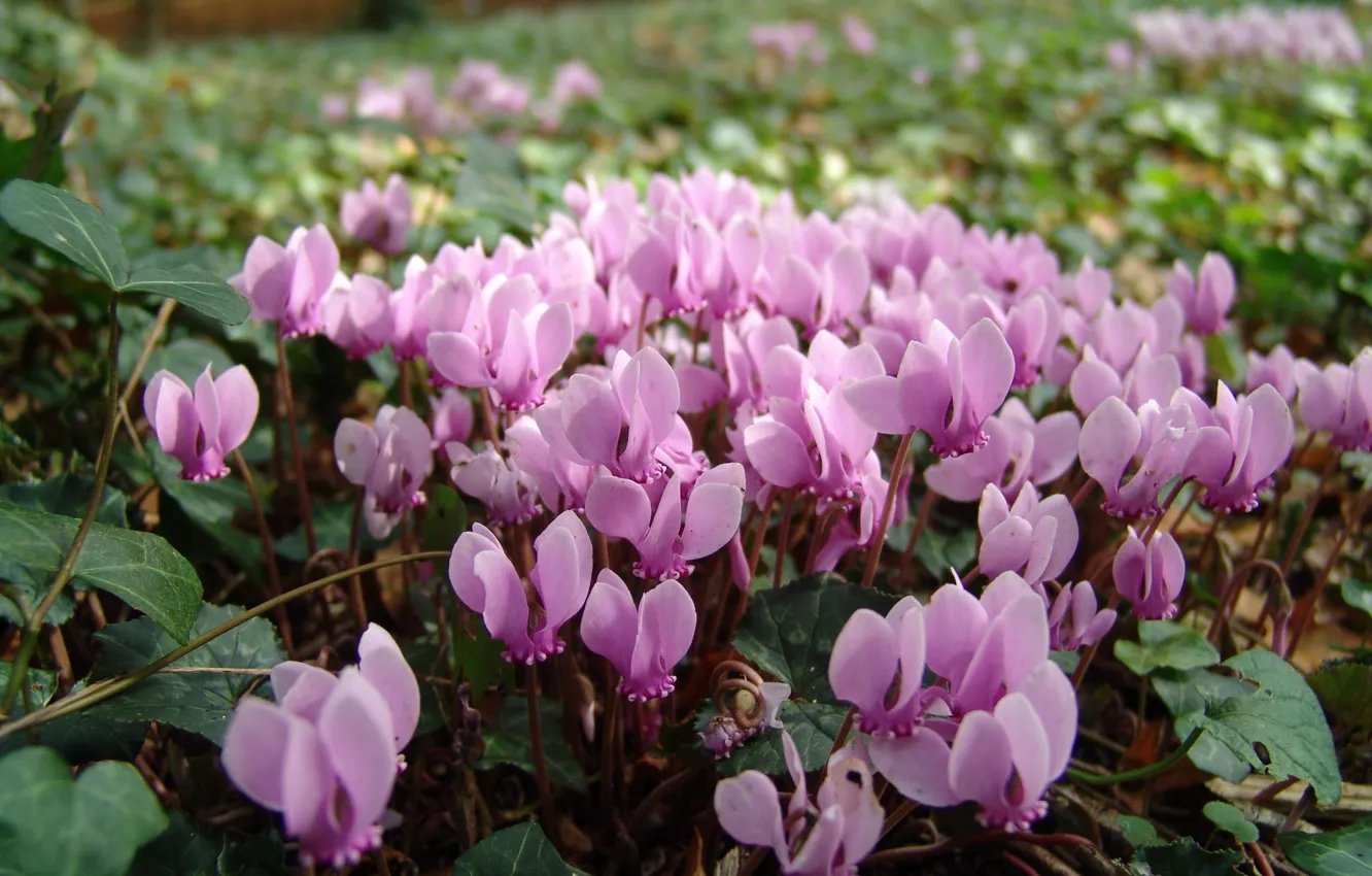 Photo wallpaper summer, flowers, glade, pink, flowerbed, cyclamen