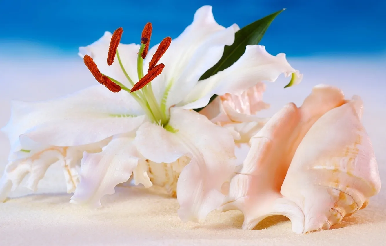Photo wallpaper sea, flowers, Lily, shell