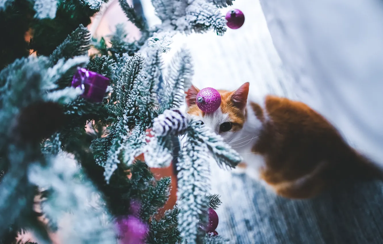 Photo wallpaper cat, cat, look, face, balls, snow, branches, toy