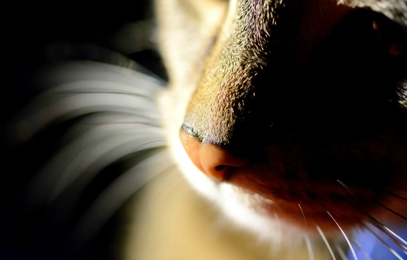 Photo wallpaper cat, macro, nose, black background, antennae