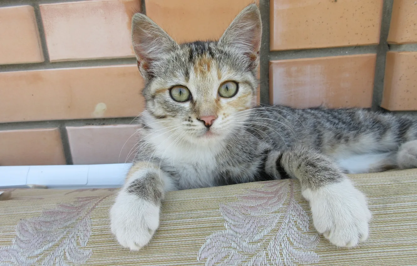 Photo wallpaper look, kitty, kitty, Meduzanol ©