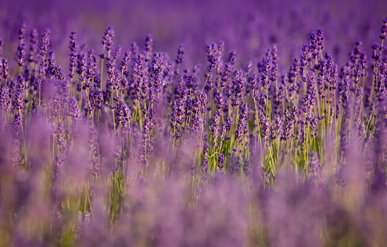 Photo wallpaper field, flowers, nature, blur, purple, lavender, lilac