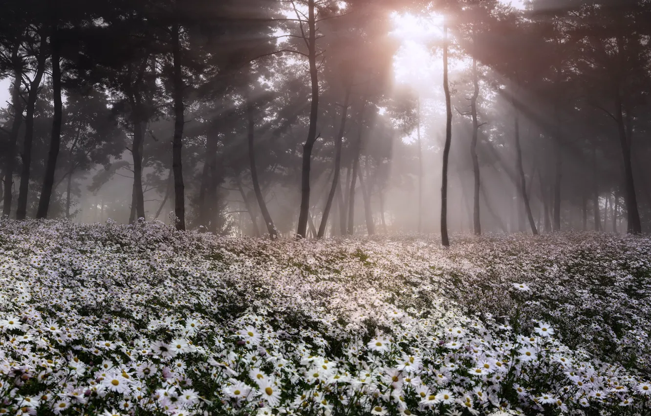 Photo wallpaper forest, landscape, flowers, nature