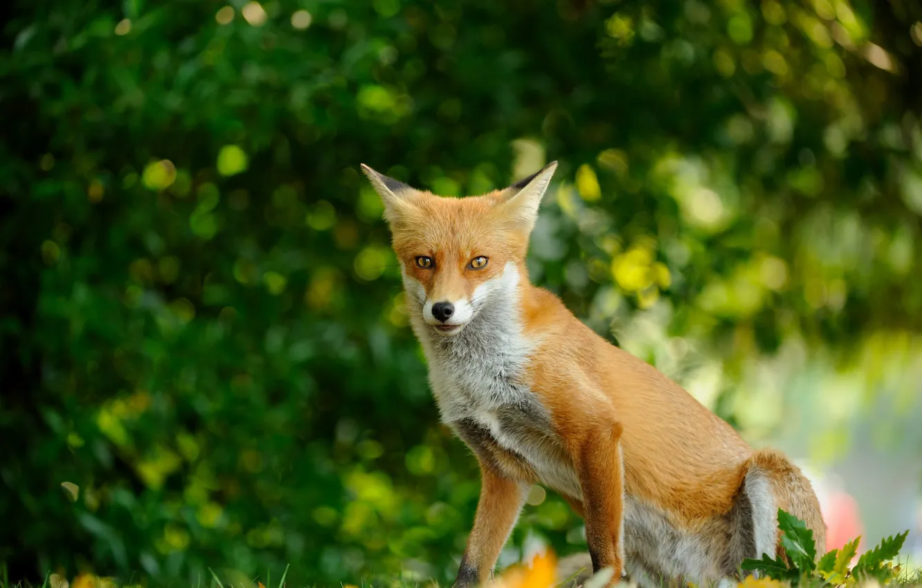Photo wallpaper greens, forest, grass, nature, background, animal, glade, foliage