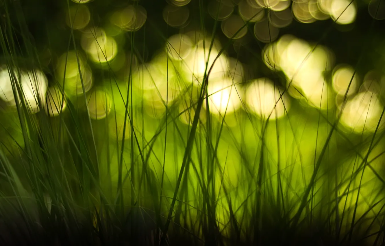 Photo wallpaper grass, macro, glare, bokeh
