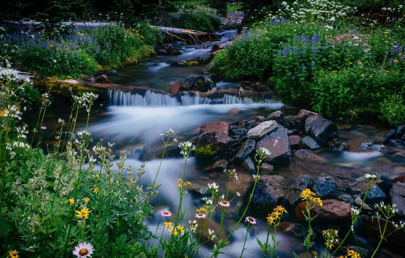 Photo wallpaper flowers, stream, stones, Washington, Washington, Mount Rainier National Park, Mount Rainier, Melody Creek