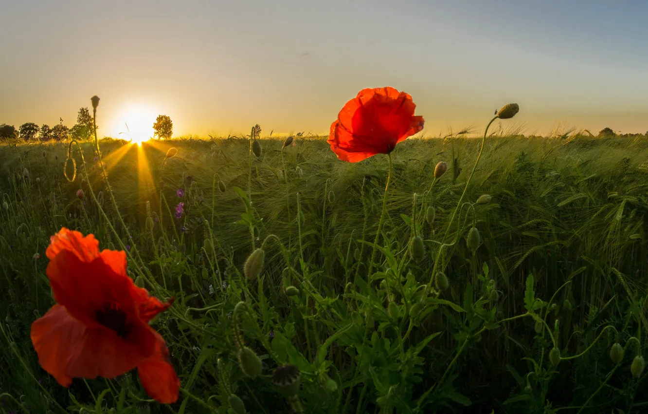 Photo wallpaper field, the sky, grass, the sun, rays, sunset, flowers, Maki