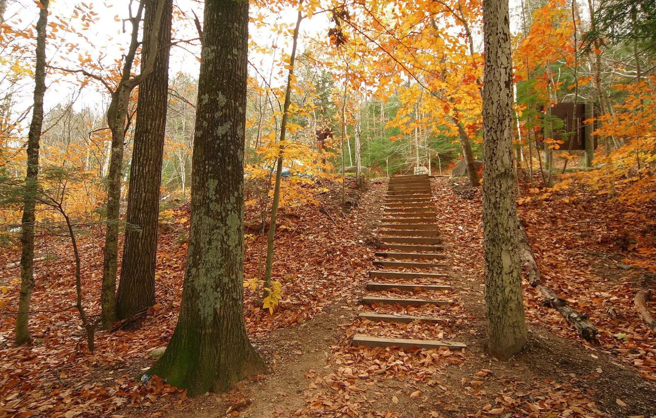 Photo wallpaper autumn, trees, Wallpaper, ladder
