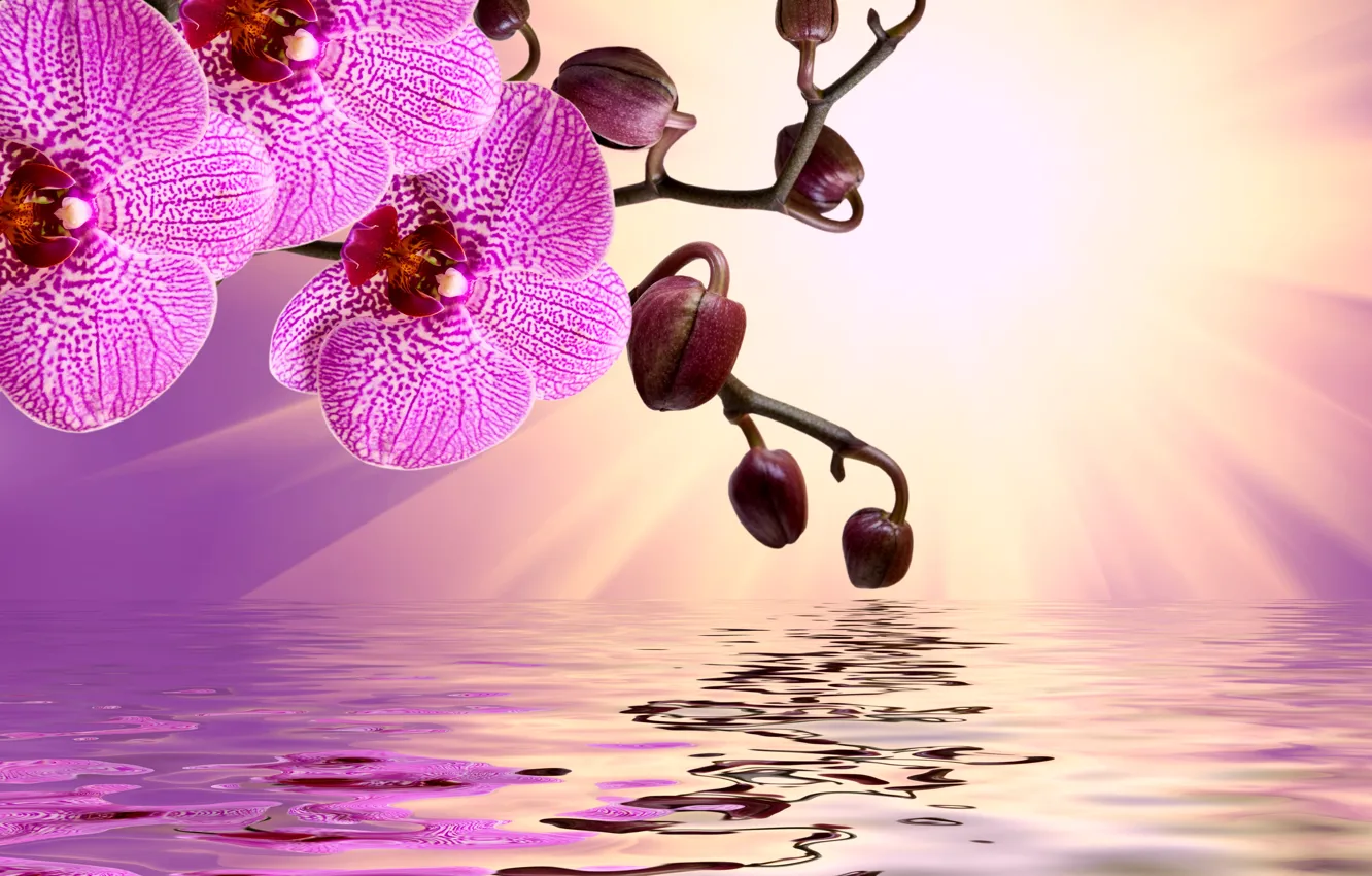 Photo wallpaper flowers, sunshine, Orchid, pink, water, flowers, beautiful, orchid