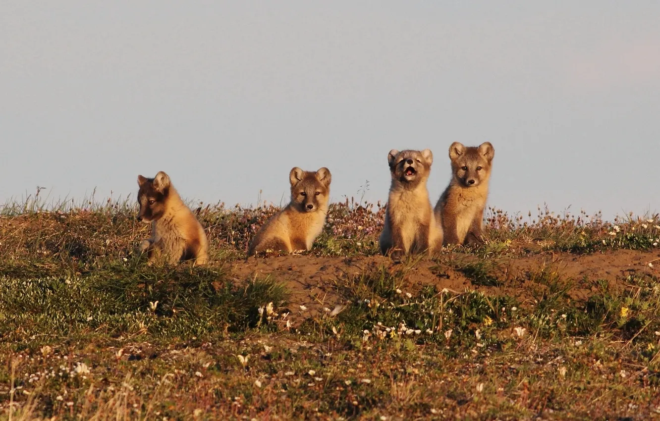 Photo wallpaper cub, Fox, polar Fox