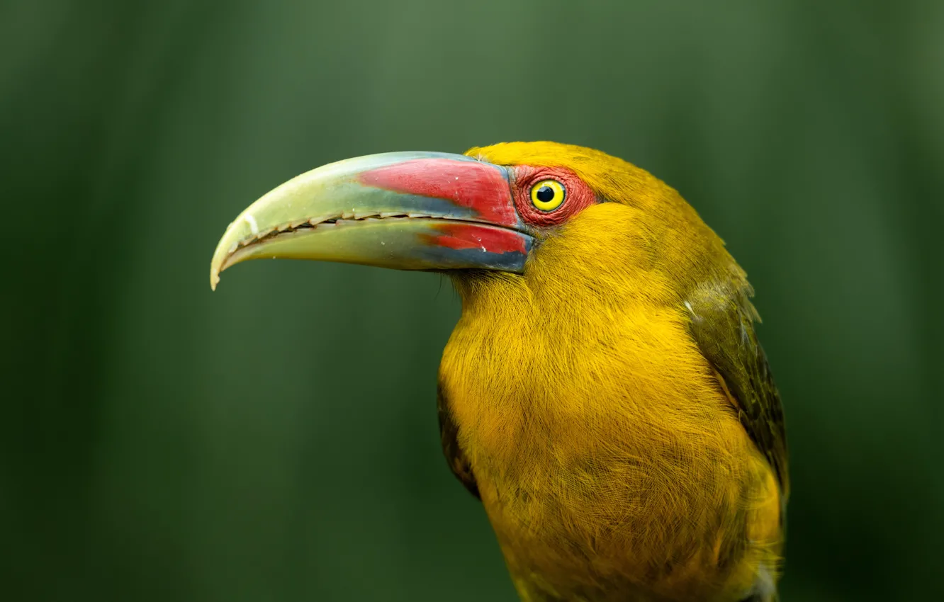 Photo wallpaper look, yellow, background, bird, portrait, Toucan