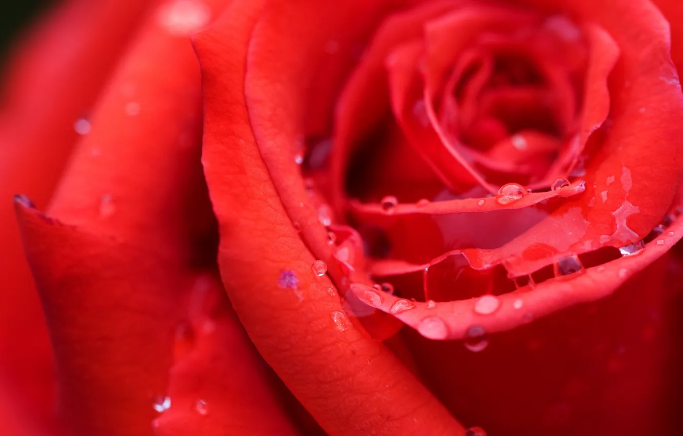 Photo wallpaper Rosa, rose, scarlet