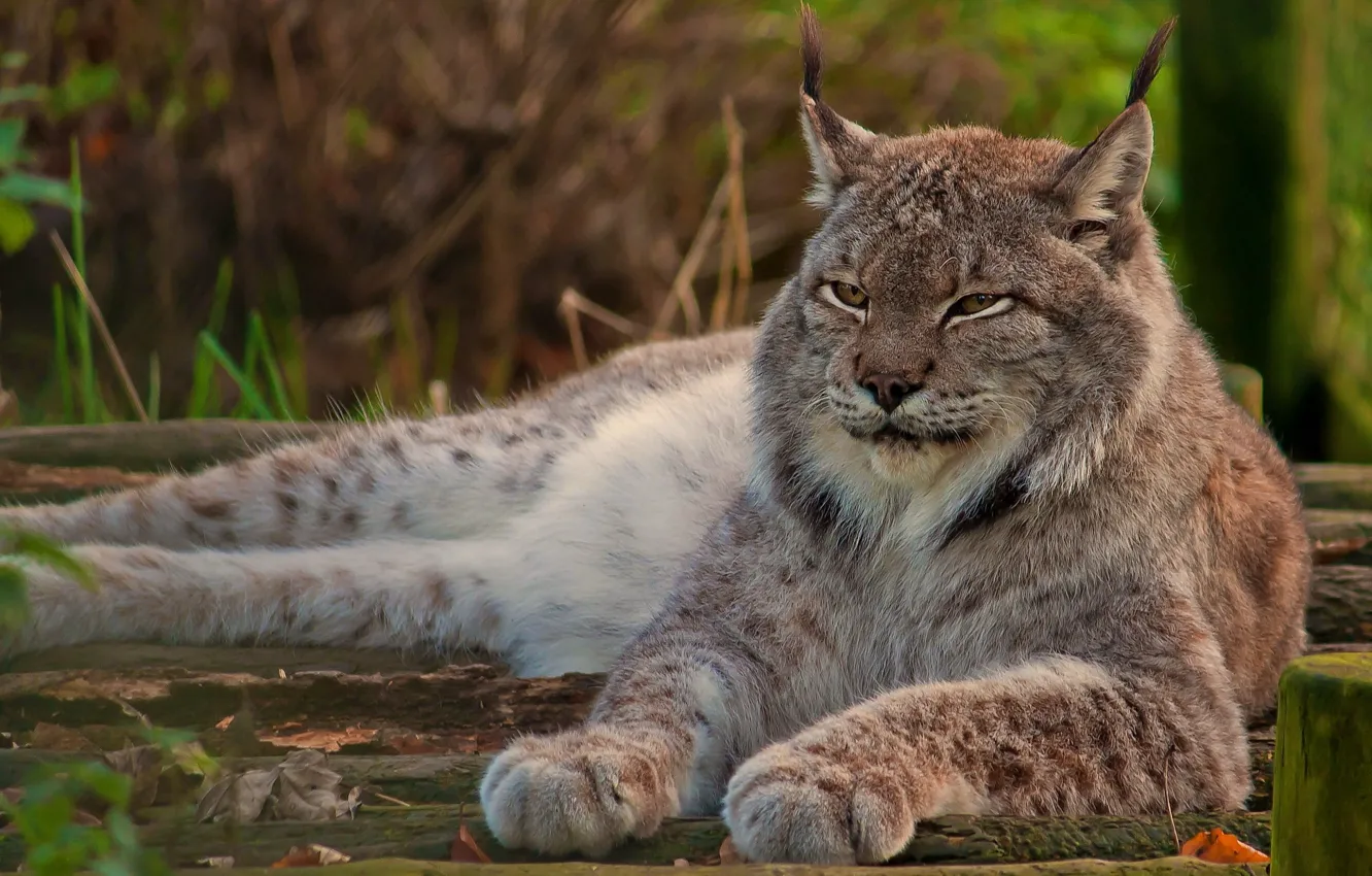 Photo wallpaper look, face, stay, paws, lies, lynx, wild cat, looks