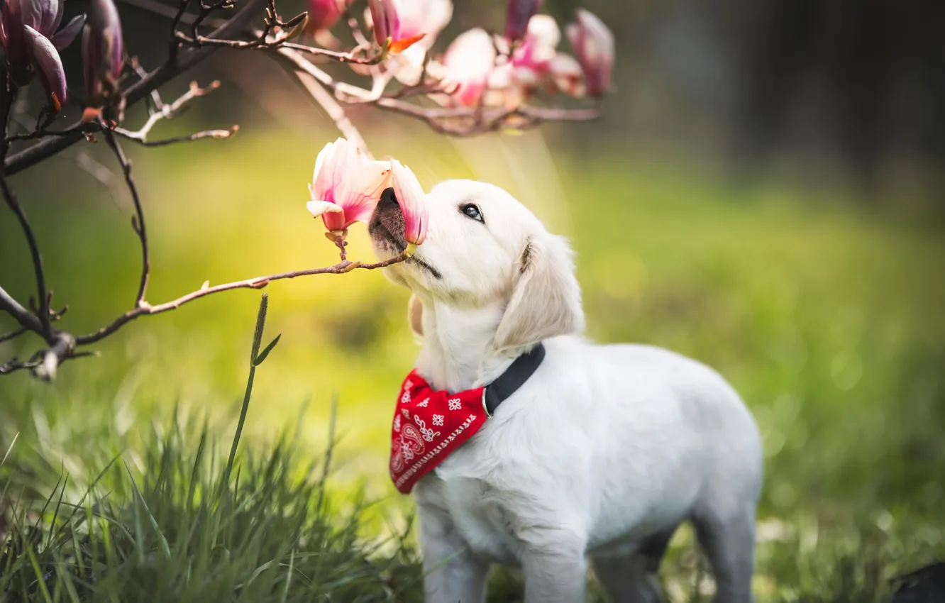 Photo wallpaper white, look, flowers, branches, nature, pose, dog, spring