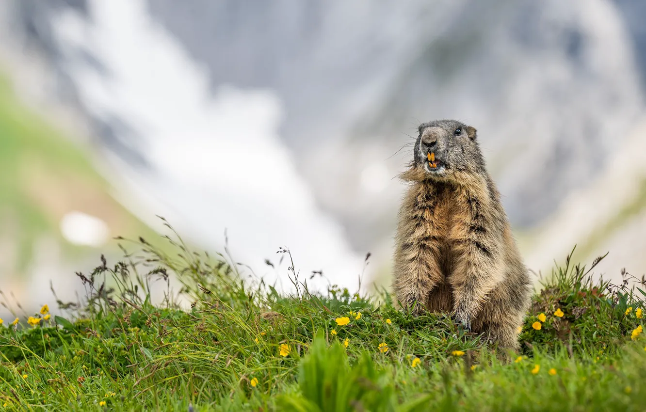 Photo wallpaper field, grass, teeth, stand, marmot