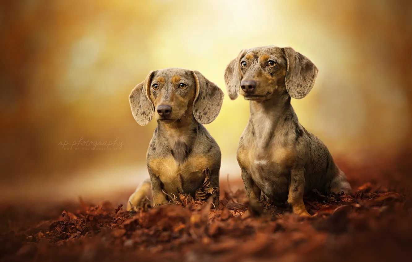 Photo wallpaper leaves, pair, bokeh, two dogs, Dachshund