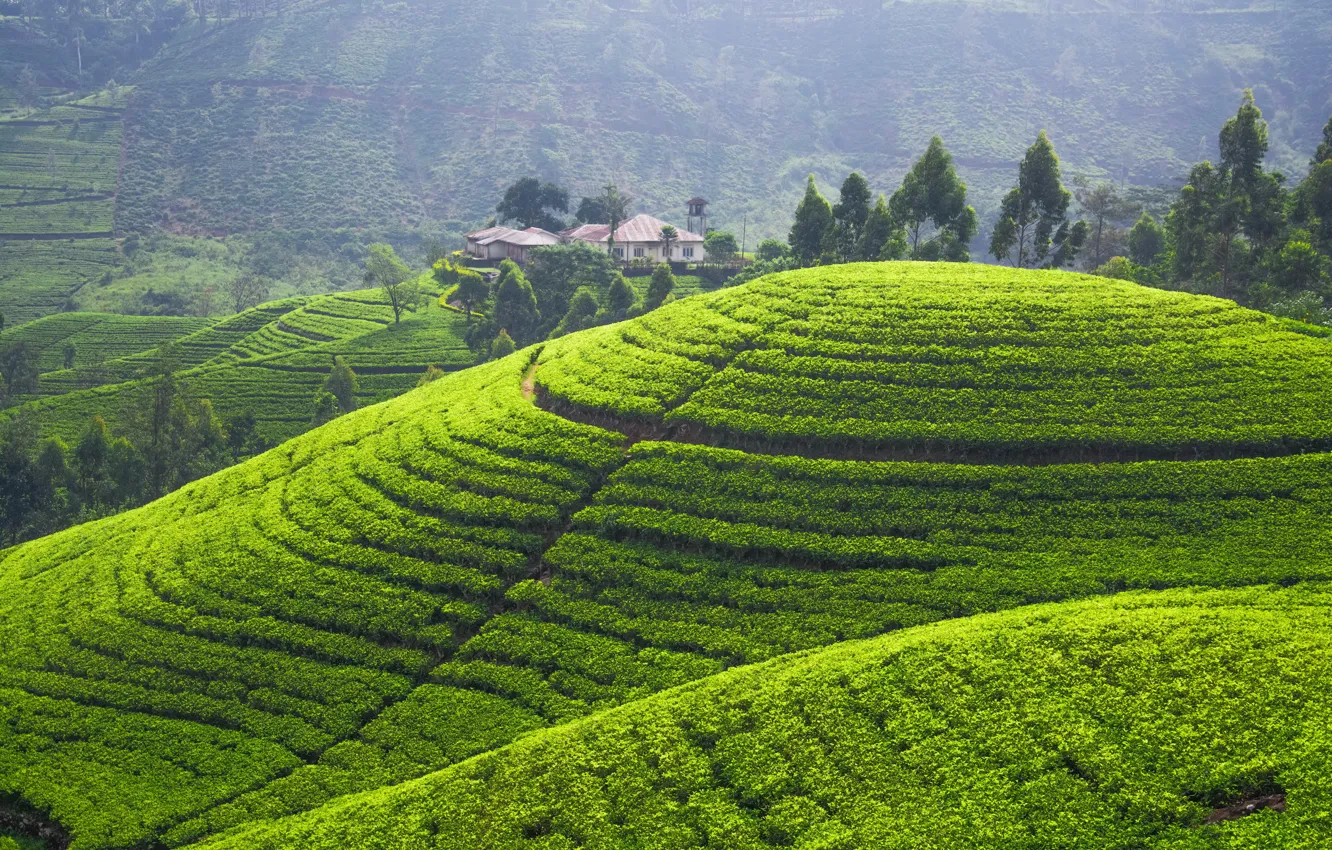 Photo wallpaper greens, hills, field, panorama, plantation, tea plantation