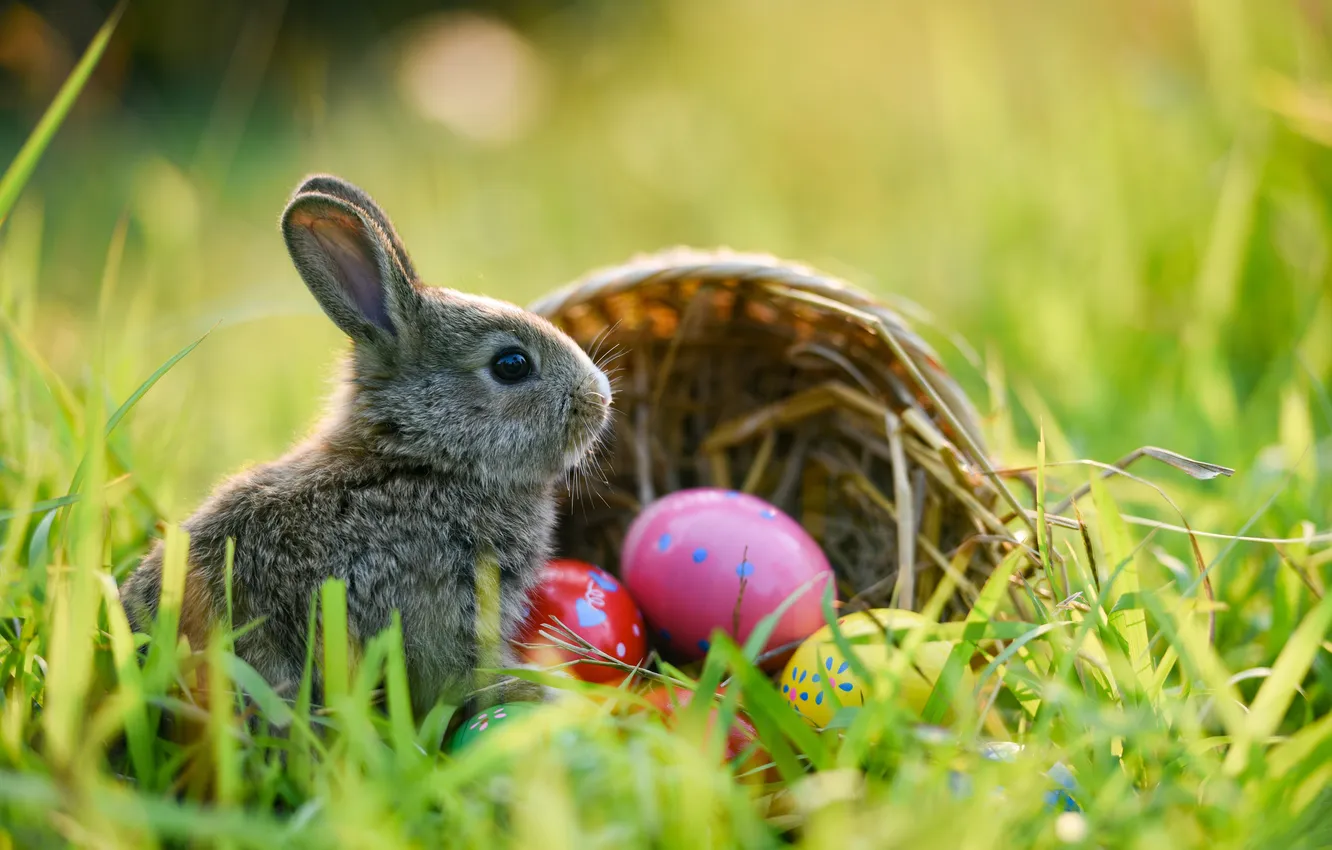 Photo wallpaper grass, flowers, eggs, spring, colorful, rabbit, Easter, flowers