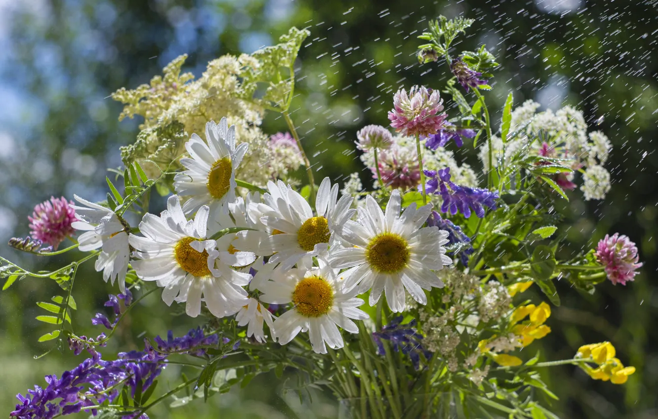 Wallpaper flowers, chamomile, bouquet for mobile and desktop, section