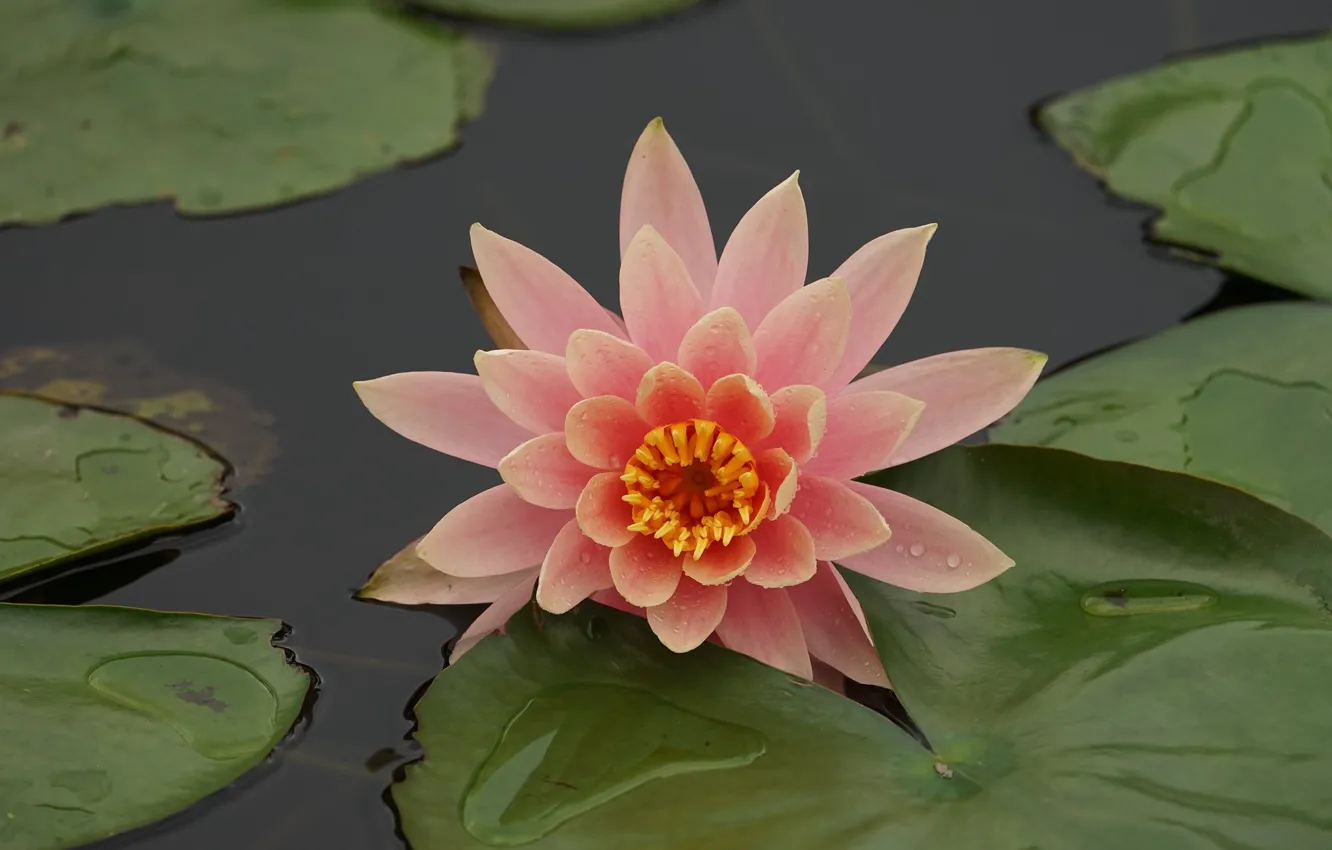 Photo wallpaper leaves, water, petals, pink, Nymphaeum, water Lily