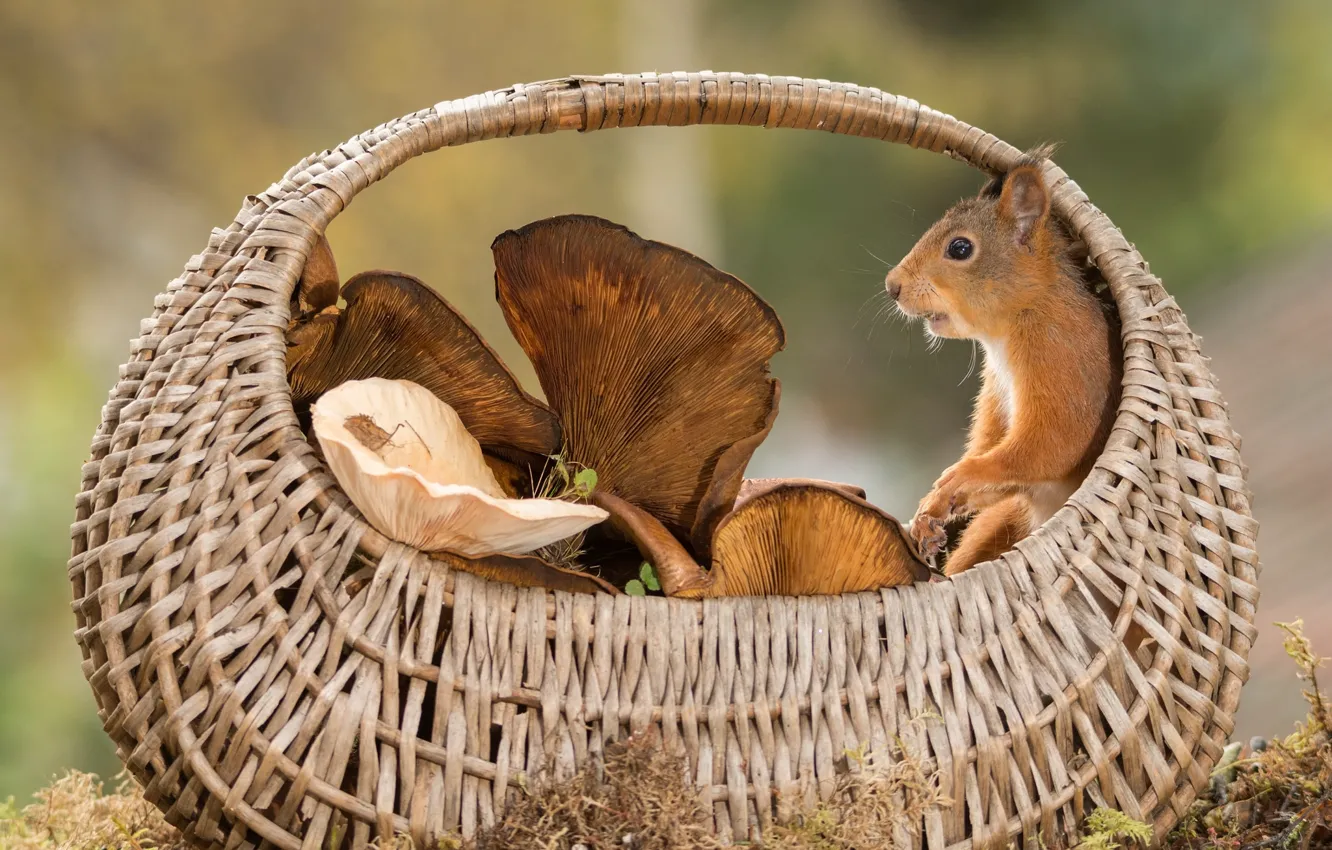 Photo wallpaper animal, basket, mushrooms, protein, rodent