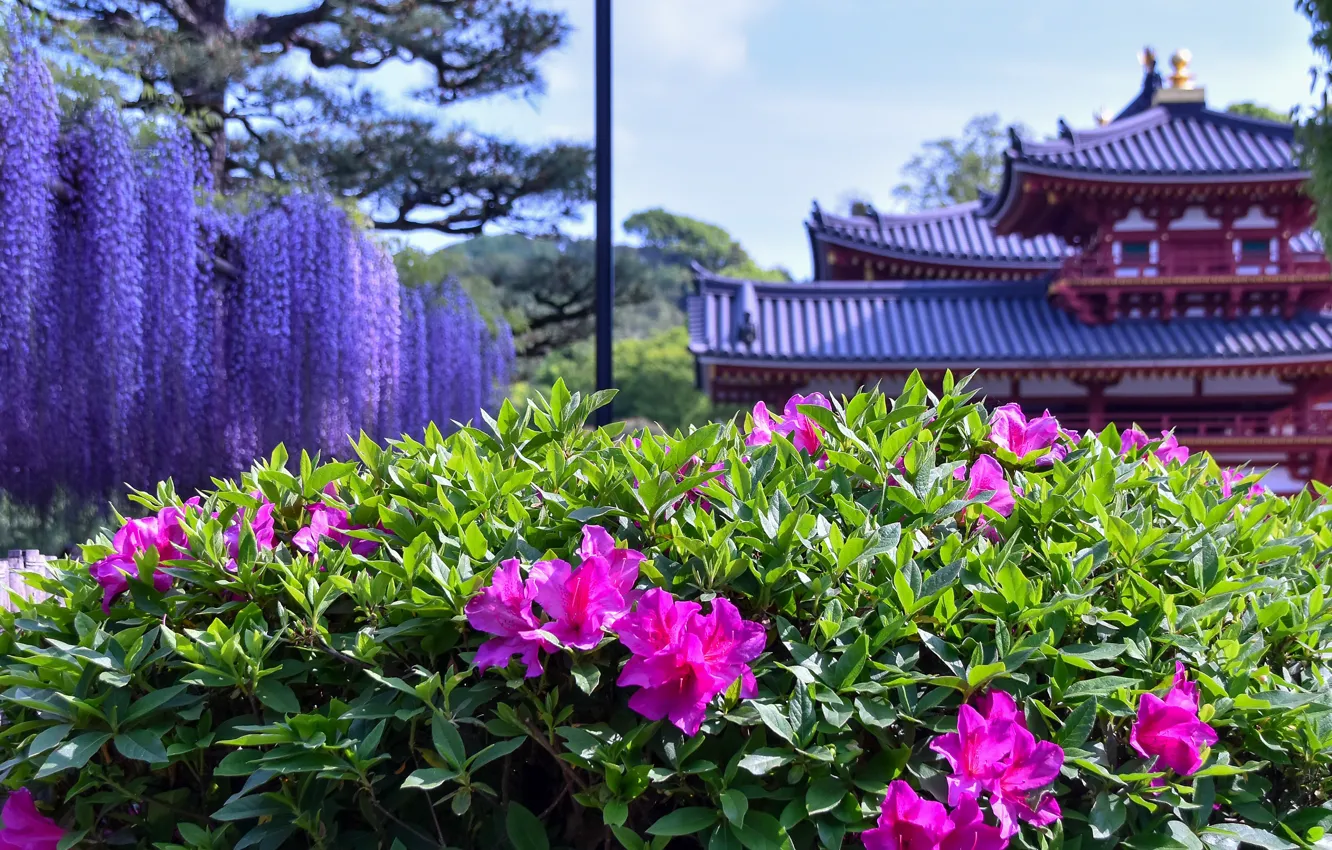 Photo wallpaper flowers, house, building, Asia, pagoda, Azalea, Wisteria, rhododendrons