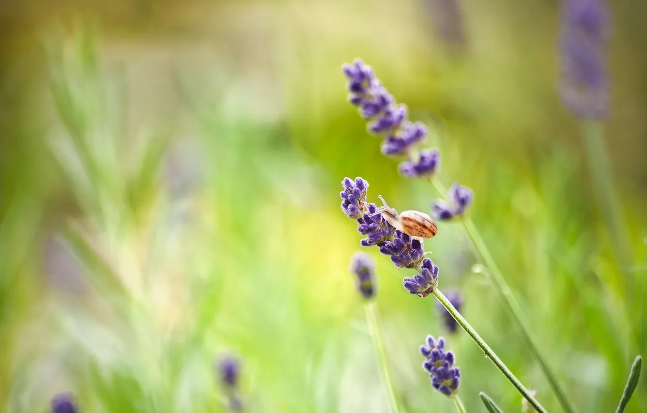 Photo wallpaper flowers, nature, snail