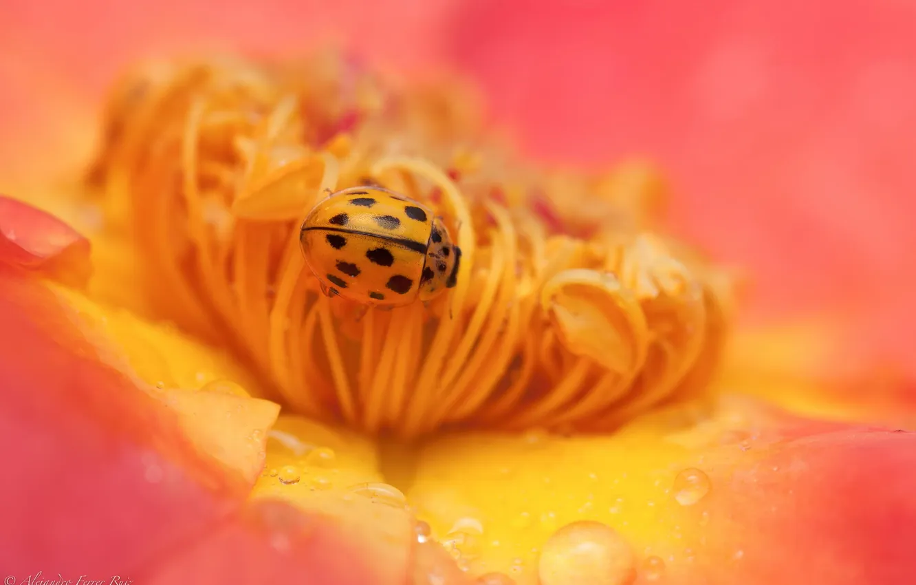 Photo wallpaper branches, ladybug, roses, briar, insect, wild