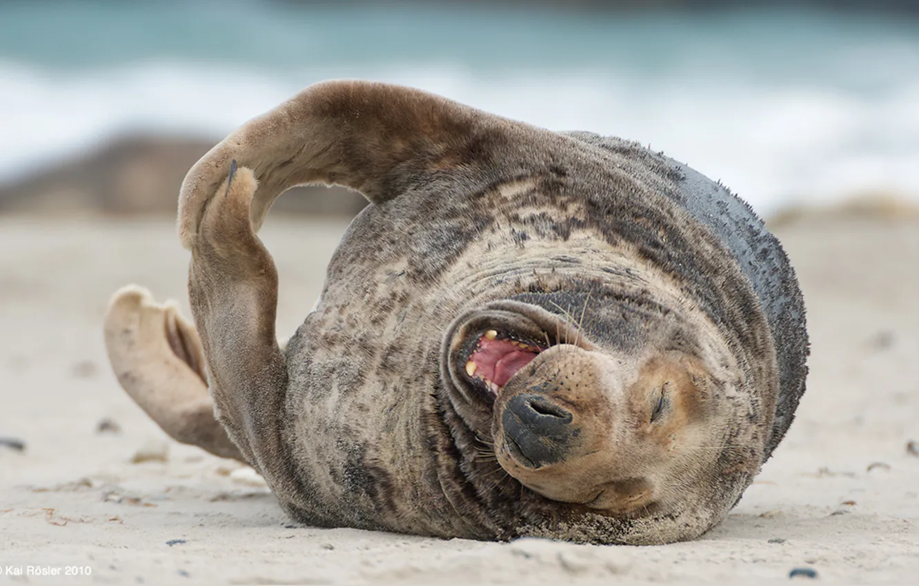 Photo wallpaper beach, face, seal, mouth, Bald spots