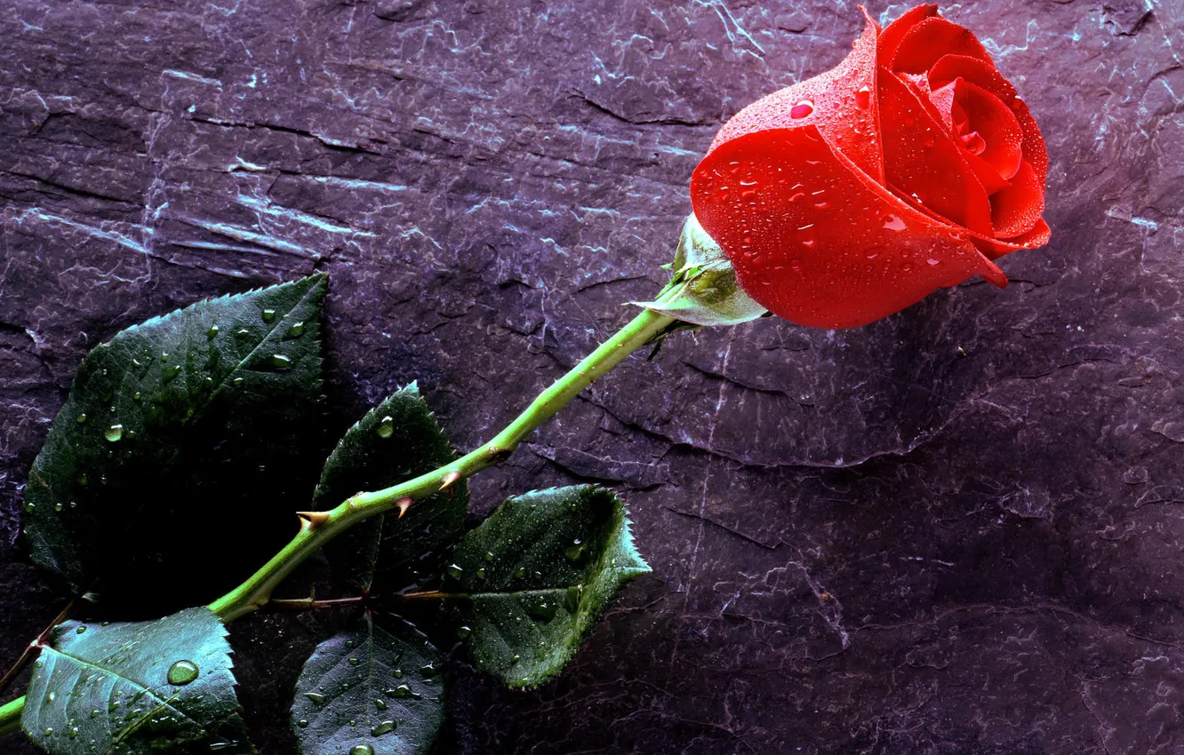 Photo wallpaper leaves, drops, Rosa, roses, petals, stem, spikes, buds