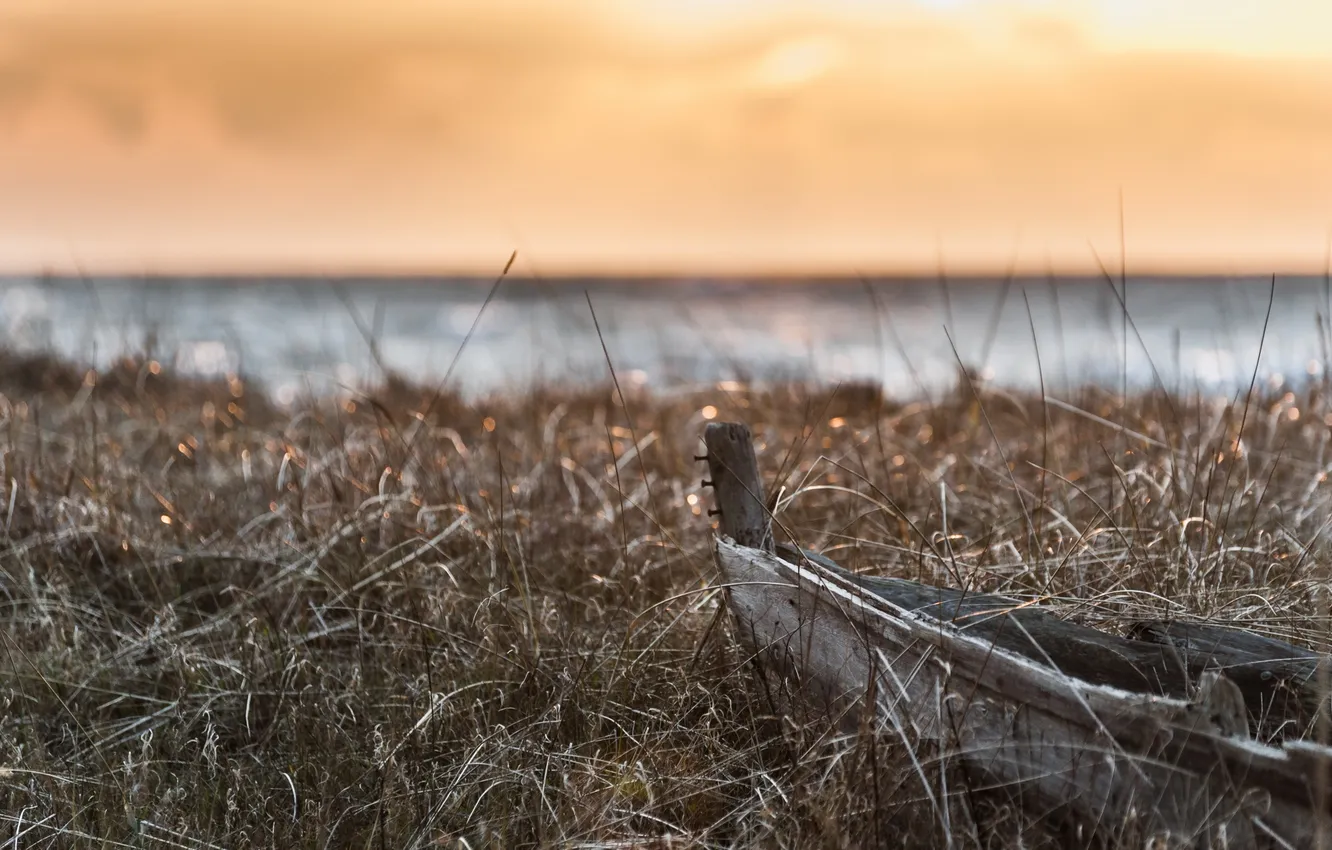 Photo wallpaper grass, light, boat