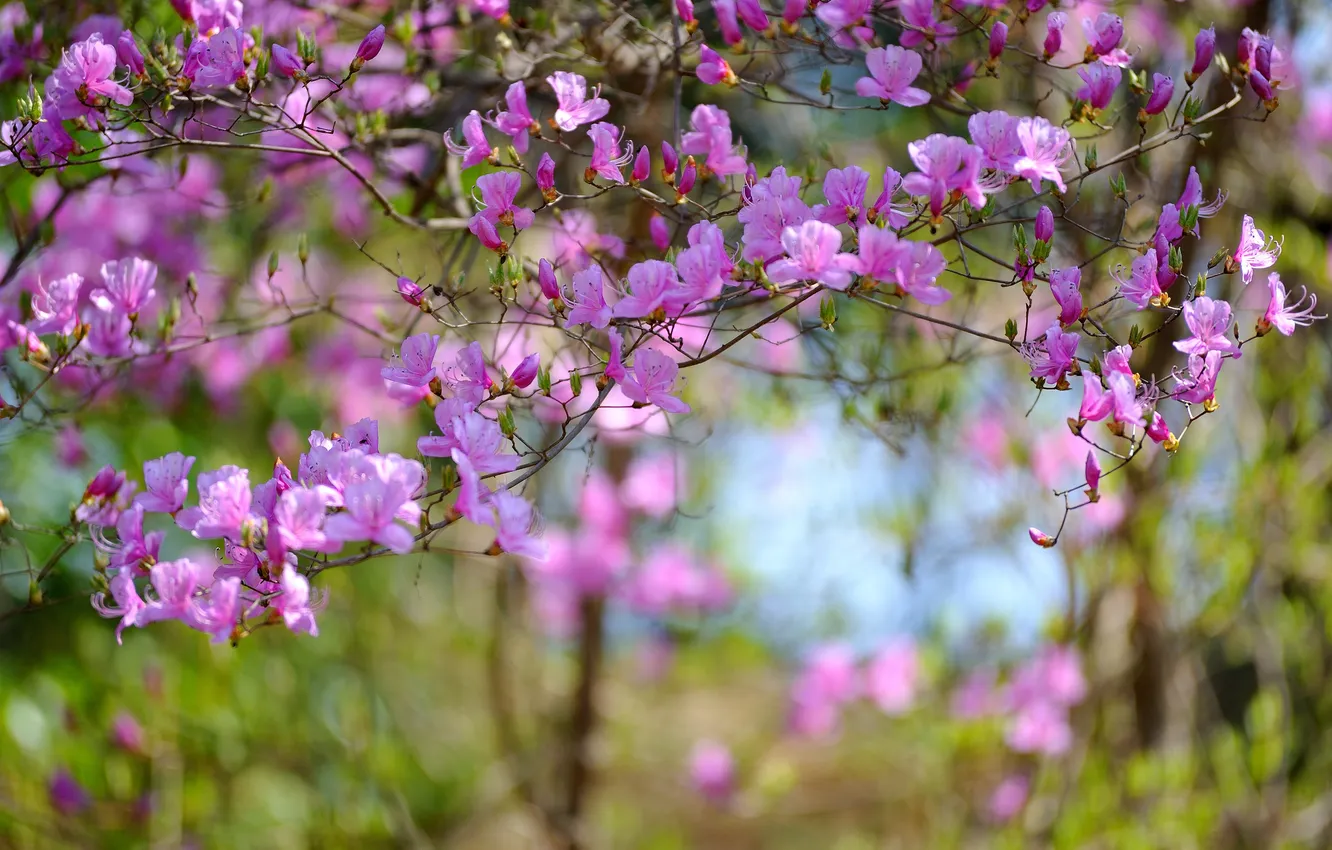Photo wallpaper macro, branches, spring, blur, flowering