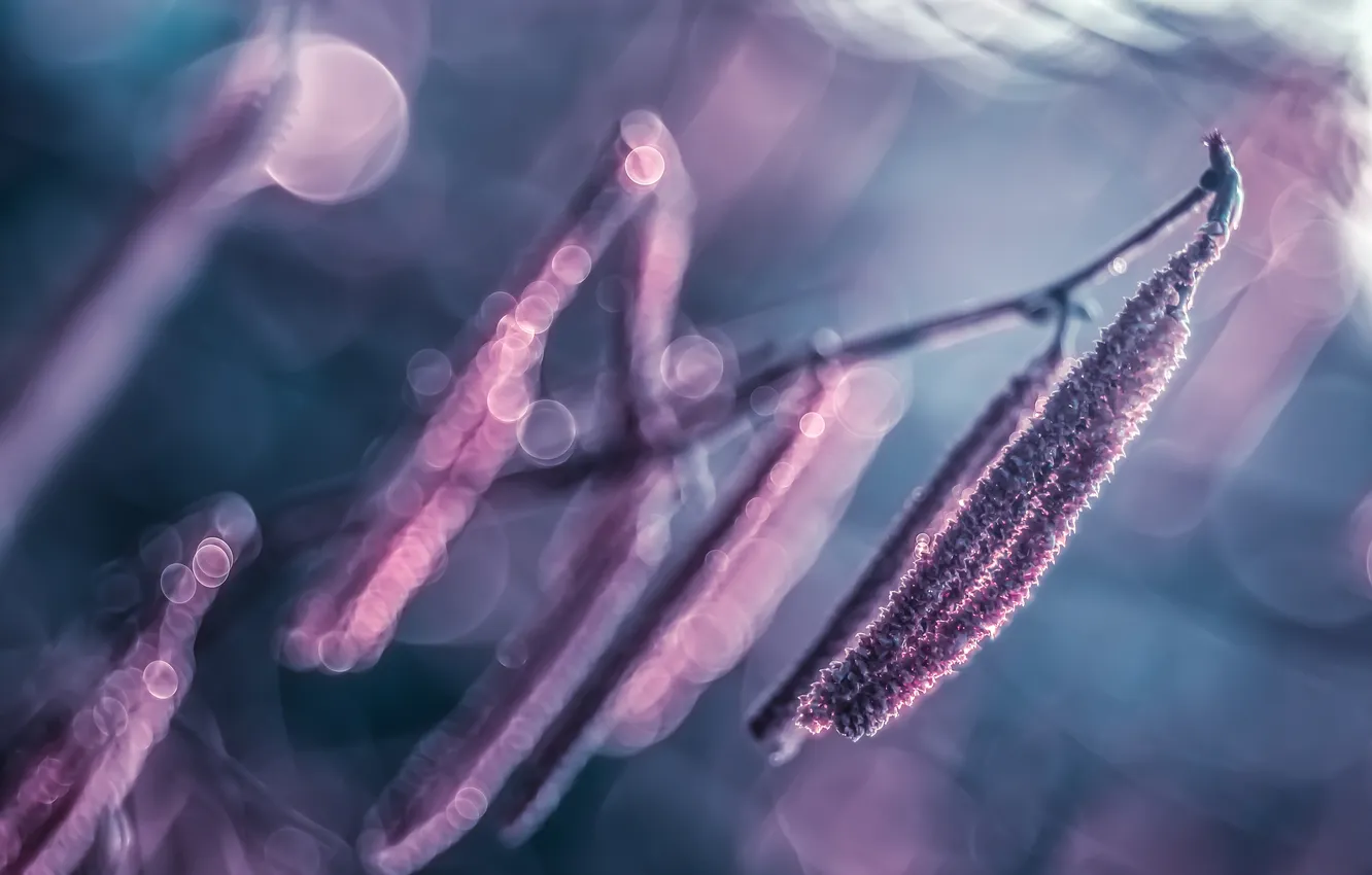 Photo wallpaper macro, branches, nature