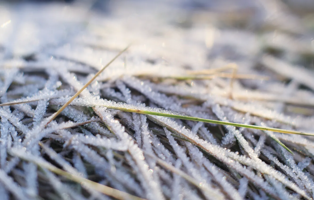 Photo wallpaper winter, cold, hoarfrost