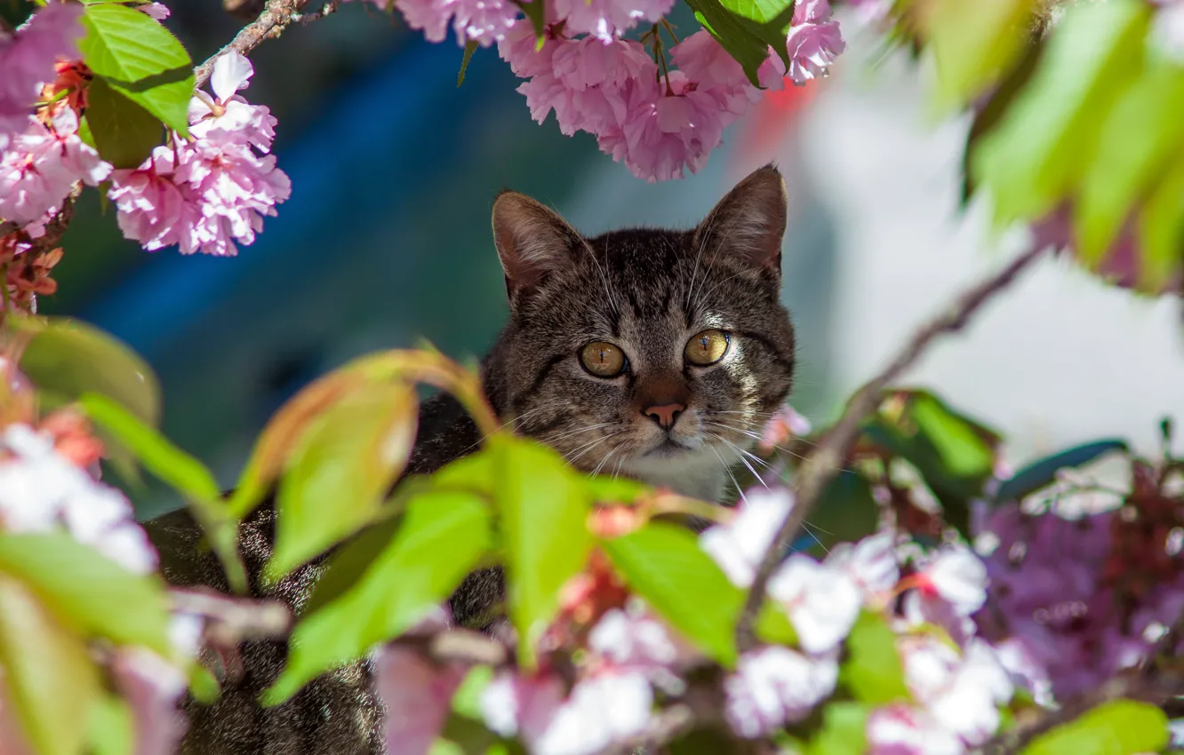 Photo wallpaper cat, cat, look, face, flowers, grey, portrait, spring