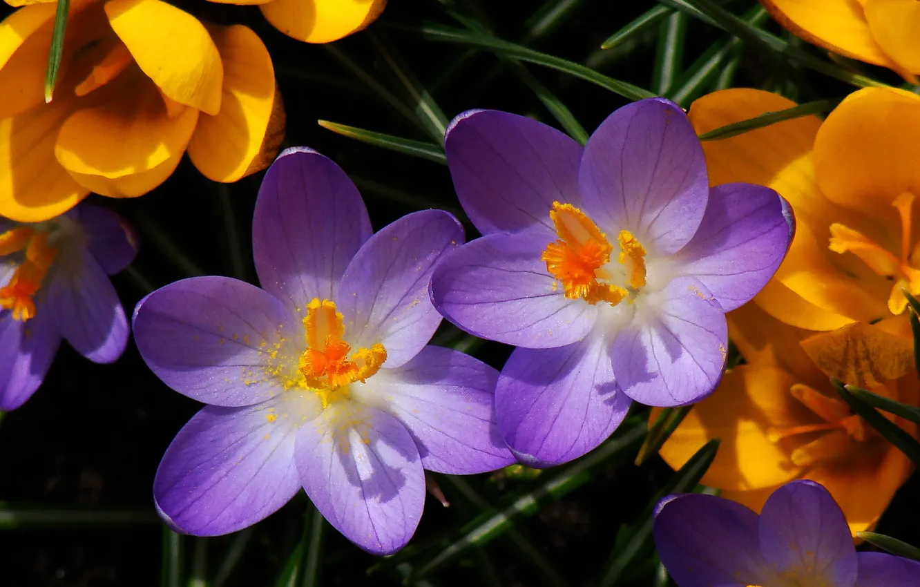 Photo wallpaper macro, petals, crocuses, stamens, saffron