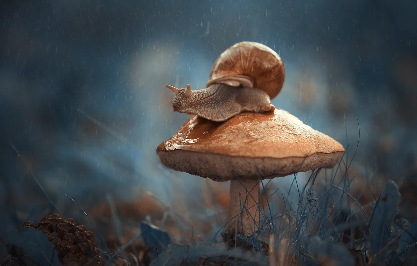 Photo wallpaper macro, mushroom, snail