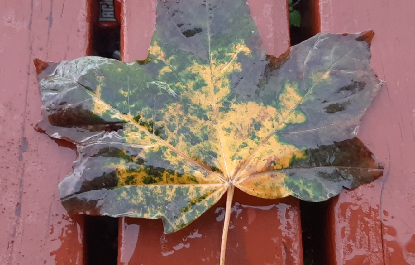 Photo wallpaper Rain, bench, Wet Leaf